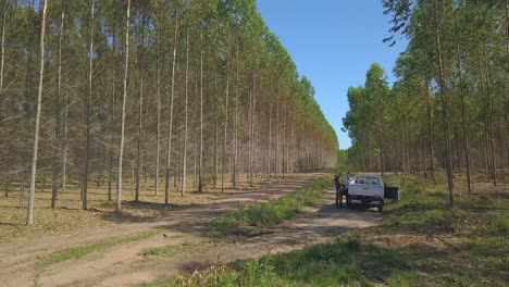 Aerial-View-of-Artificial-Forest-for-Woodwork-Industy-and-People-in-Countryside-of-Paraguay