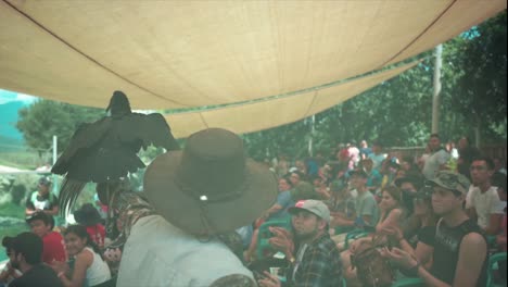 black-vulture-flying-on-command