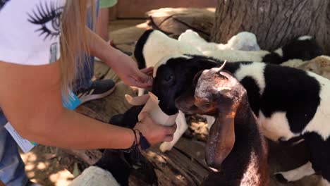 Fütterung-Von-Ziegen-Im-Bioparque-Monterrey