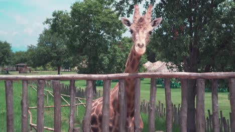 Giraffes-in-bioparque-monterrey-mexico