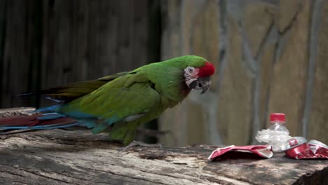 Espectáculo-De-Encuentro-Cercano-Con-Animales-En-Bioparque