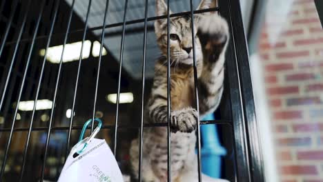 Playful-kitten-waits-to-be-adopted