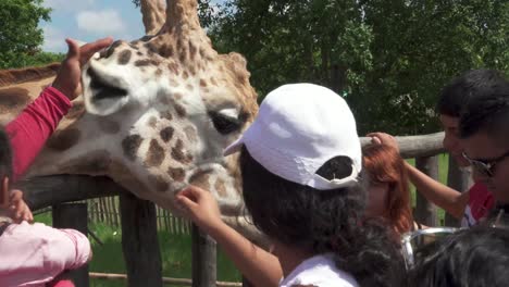 Giraffen-Im-Bioparque-Monterrey,-Mexiko