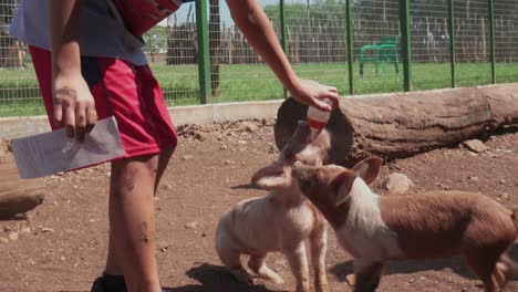 Füttern-Kleiner-Schweine-Im-Bioparque-Monterrey,-Mexiko