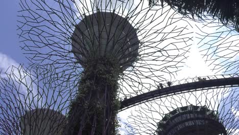 Looking-Up-At-Super-Tree-In-Botanical-Gardens-In-Singapore