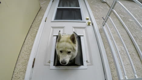 Toma-En-Cámara-Lenta-De-Una-Casa-Existente-De-Un-Perro-Husky-Siberiano-Blanco-A-Través-De-La-Puerta-Del-Perro