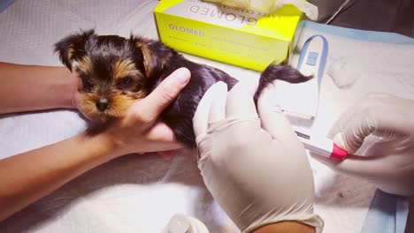 Manos-De-Un-Veterinario-Comprobando-La-Temperatura-De-Un-Cachorro-De-Yorkshire-Terrier-En-La-Clínica---Cerrar