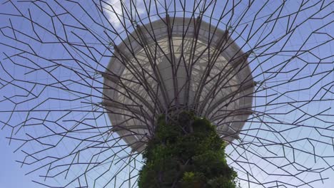 Looking-Up-At-Super-Tree-In-Botanical-Gardens-In-Singapore