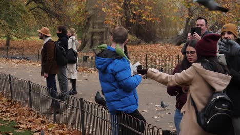 Mann-Füttert-Im-Herbstpark-Grüne-Papageien-Aus-Der-Hand