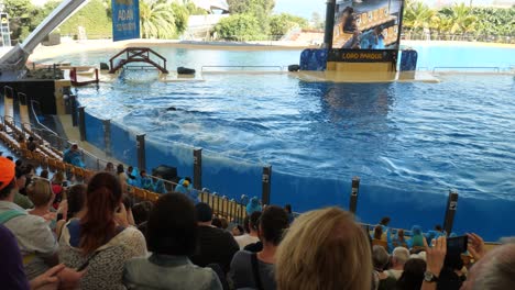 Killerwal-Spritzt-Während-Der-Show-Im-Loro-Parque-Auf-Die-Zuschauer