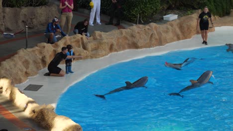 Momento-Divertido:-Un-Delfín-Le-Regala-Una-Flor-A-Un-Niño-Que-La-Arroja-A-La-Piscina