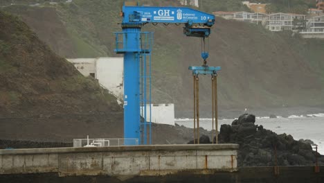 Blue-crane-on-the-coast-of-Punta-del-Hidalgo,-Part-two