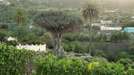 El-Drago-Milenario,-Drago-Tree,-Huge,-Centuries-old-Dracaena-Tree