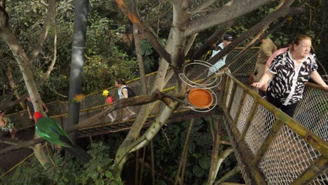 Tourists-walking-up-the-stairs-in-parrot-forest,-Loro-Parque