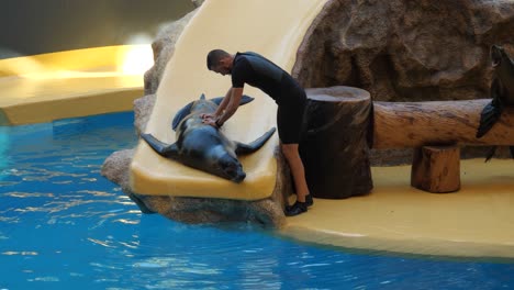 Hombre-Dando-Un-Masaje-A-Un-León-Marino-Durante-El-Espectáculo-En-El-Loro-Parque