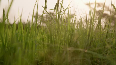 Close-up-of-lush-rice-crops-with-sun-flare-in-a-field-at-sunset-macro