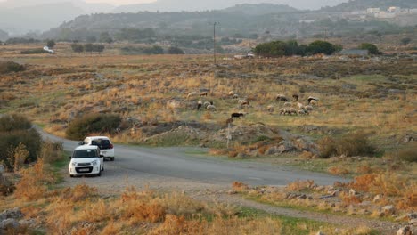 Two-cars-parking-at-the-field,-Sheeps-grazing-nearby-at-Feraklos-Castle,-Golden-hour