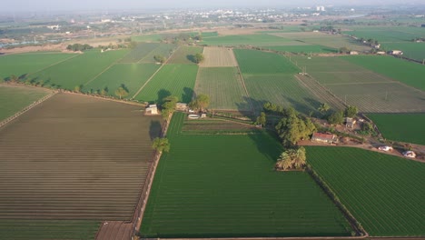 Luftdrohnenansicht,-Die-Verschiedene-Nutzpflanzen-Wie-Weizen,-Kreuzkümmel-Und-Zwiebeln-Beim-Anbau-Zeigt