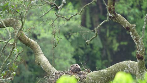 Junger-Elang-Jawa-Auf-Dem-Nest-Auf-Dem-Baum-Im-Wilden-Leben