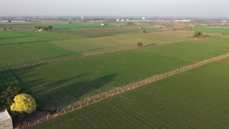 Vista-Aérea-Del-Dron,-La-Cámara-Del-Dron-Se-Mueve-Hacia-Atrás-Donde-La-Flecha-Orgánica-Es-Visible