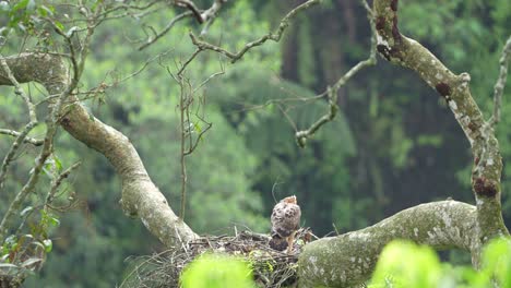 Mutter-Von-Elang-Jawa-Mit-Ihren-Babys-Im-Nest