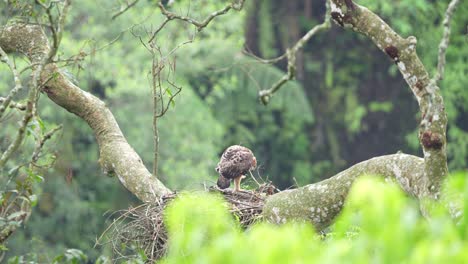 Mutter-Von-Elang-Jawa-Mit-Ihren-Babys-Im-Nest-Im-Wilden-Leben