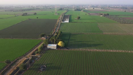 Aerial-drone-view-dronen-camera-moving-forward-where-different-crops-are-seen-being-planted-in-the-field