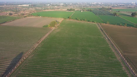 Aerial-drone-view-The-drone-camera-is-moving-to-the-front-where-the-trees-are-planted-around-the-paddy-field