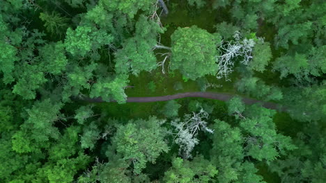 Aerial-drone-top-down-shot-over-a-narrow-winding-pathway-through-forest-at-daytime