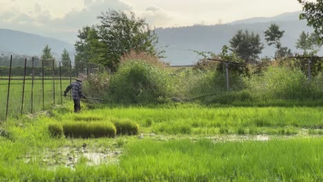 a-farmer-persian-old-man-is-working-on-land-rice-agriculture-farm-field-in-Iran-beautiful-scenic-landscape-harvest-season-agriculture-road-family-culture-working-together-iconic-water-splash-landmark