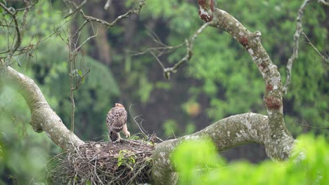 Elang-Jawa,-Ein-Indonesischer-Endemit,-Kommt-Nur-Auf-Der-Insel-Java-Vor-Und-Ist-Eines-Der-Am-Stärksten-Gefährdeten-Tiere