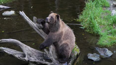 Braunbär-Sitzt-Auf-Einem-Toten-Baumstamm-In-Einem-Teich