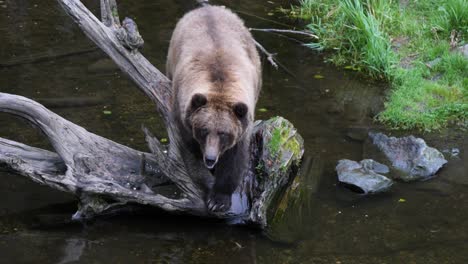 Oso-Pardo-Bajando-De-Un-Tronco-De-árbol-Muerto,-Alaska