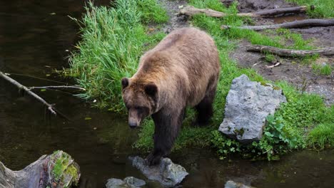 Braunbär-Klettert-Auf-Einen-Toten-Baumstamm,-Alaska