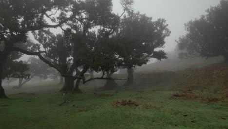 Drone-Volando-Cerca-Del-Suelo-En-El-Bosque-Fanal-Entre-Laureles-En-La-Niebla