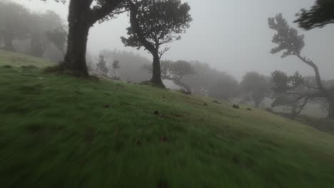 Drone-Volando-Cerca-Del-Suelo-En-El-Bosque-Fanal-Entre-Laureles-En-La-Niebla