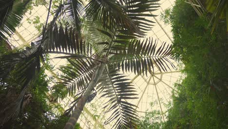 Low-angle-of-the-greenhouse-roof-at-the-National-Botanic-Gardens-of-Ireland