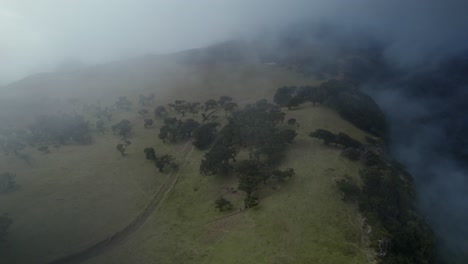 Drone-flying-over-the-clouds-at-Fanal-forest-while-laurel-trees-are-visible-on-the-ground