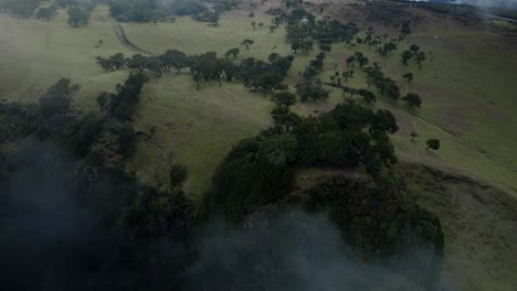 Drone-flying-over-the-clouds-at-Fanal-forest-while-laurel-trees-are-visible-on-the-ground