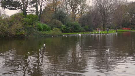 Profilansicht-Von-Enten-Und-Schwänen,-Die-Auf-Einem-Grünen-Teich-In-St.-Schwimmen