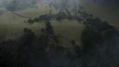 Drones-Volando-Sobre-Las-Nubes-En-El-Bosque-De-Fanal-Mientras-Los-Laureles-Son-Visibles-En-El-Suelo