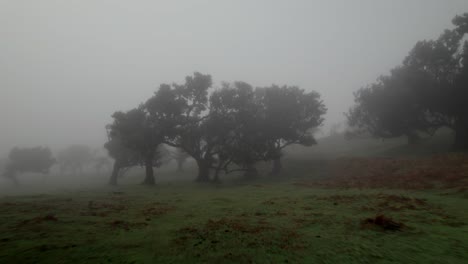 Drone-flying-close-to-the-ground-at-Fanal-Forest-between-laurel-trees-in-the-fog