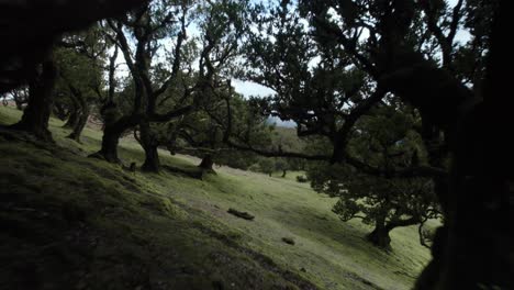 Drone-Volando-Cerca-Del-Suelo-En-El-Bosque-Fanal-Entre-Laureles-En-La-Niebla