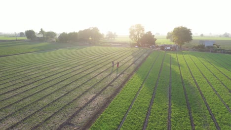 Vista-Aérea-De-Drones-Cámara-Del-Amanecer-Hay-Dos-Personas-Recogiendo-Semillas-De-Comino