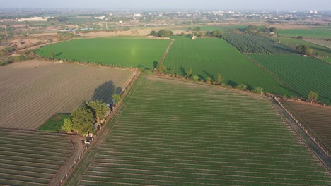 Aerial-drone-view-drone-camera-moving-forward-where-the-crops-are-visible-and-shining-as-the-sun's-rays-fall