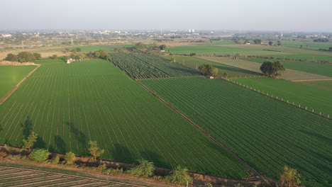 La-Cámara-Del-Dron-Avanza-Donde-Se-Ven-Sembrando-Diferentes-Tipos-De-Cultivos