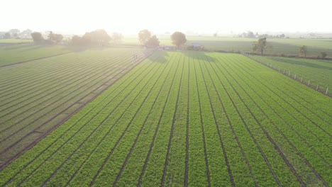 Vista-Aérea-De-Drones-Cámara-De-Drones-Avanzando-Donde-Diferentes-Cultivos-Como-Comino-Y-Trigo-Son-Visibles-En-El-Campo