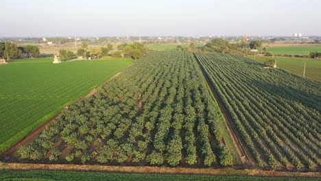 The-drone-camera-is-moving-to-the-front-side-where-the-crop-is-threatened-by-the-sun's-rays