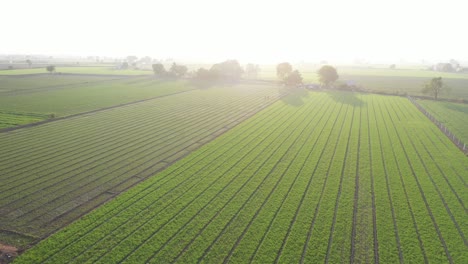 Luftdrohnenansicht-Aufgrund-Des-Sonnenlichts-Sind-Auf-Dem-Feld-Verschiedene-Arten-Von-Nutzpflanzen-Sichtbar