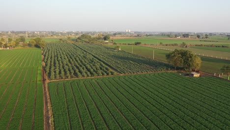 La-Cámara-Del-Dron-Avanza-Mostrando-Diferentes-Tipos-De-Vegetales